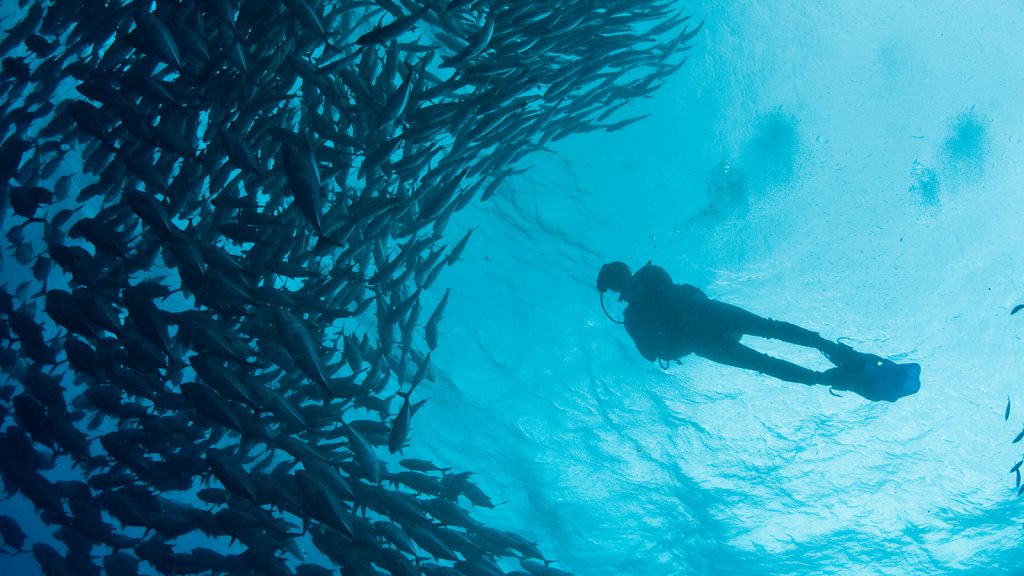 Palamós Dive Center estará presente en el Mediterranean Diving Show